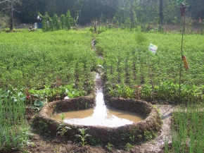 A Green Revolution