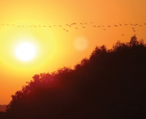Where birds and beauty abound