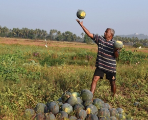 The Juicy Watermelons of Utorda