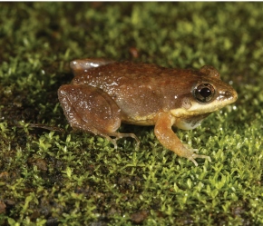 Finding Frogs